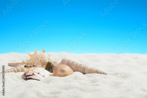 Mollusk shells on the white sand beach