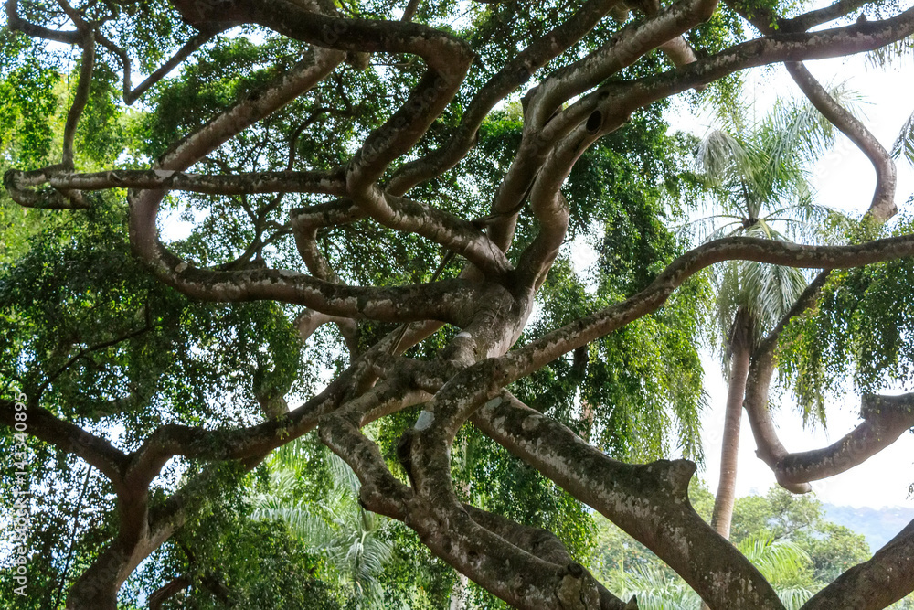 Weeping fig or Ficus benjamina Weeping fig or Ficus benjamina
