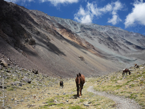 Horses in Argentinian Andes