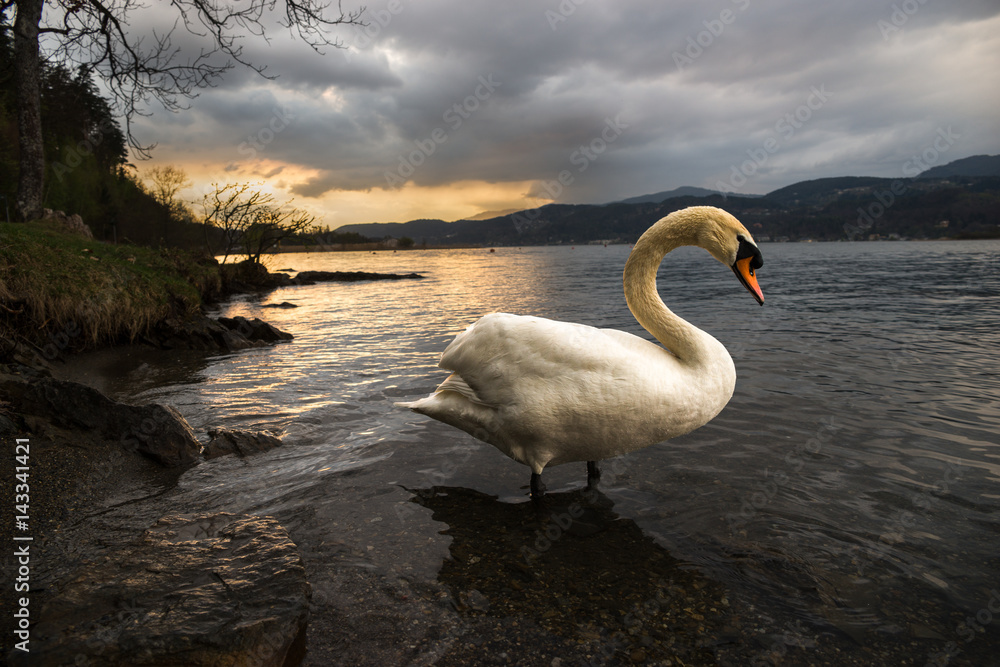 Fototapeta premium Swan