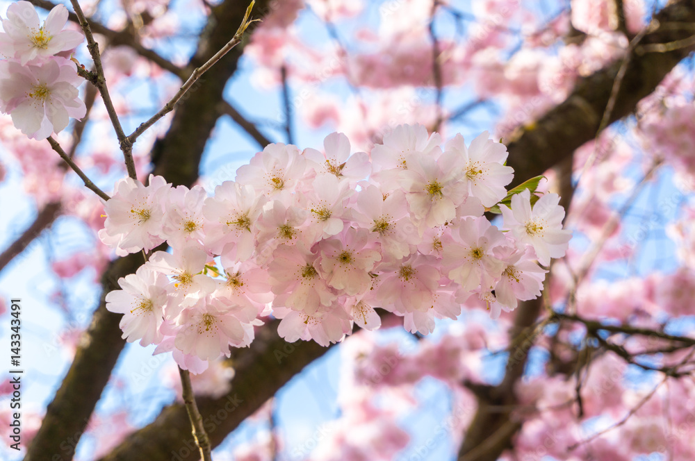 Obraz premium Cherry sakura blossom