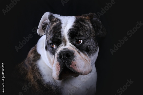 Fototapeta Naklejka Na Ścianę i Meble -  Blick zur Seite - Continental Bulldog (Studio)