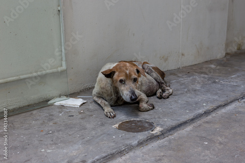 stray dog ; alone life waiting is a sign of true love.