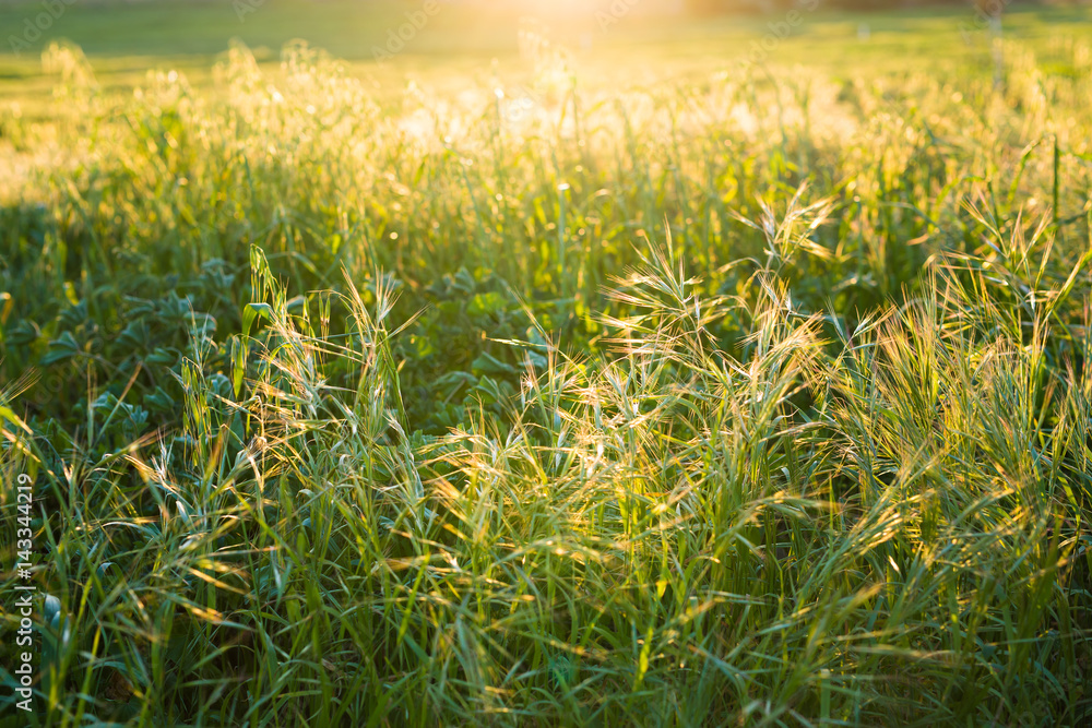 spring grass in sun light background