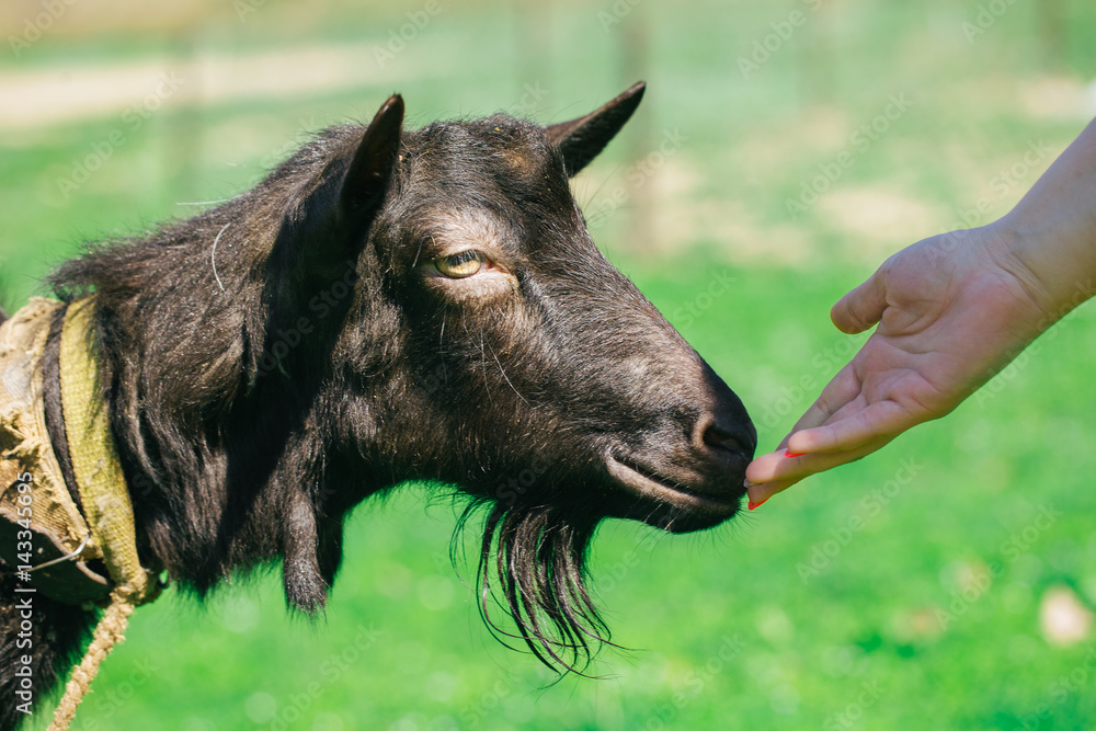 Fototapeta premium domestic goats outdoor