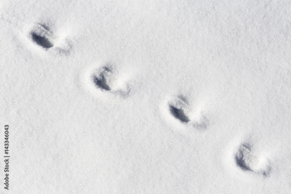 Four footprints of a domestic or a wild animal on the snow Four footprints of a domestic or a wild animal on the snow