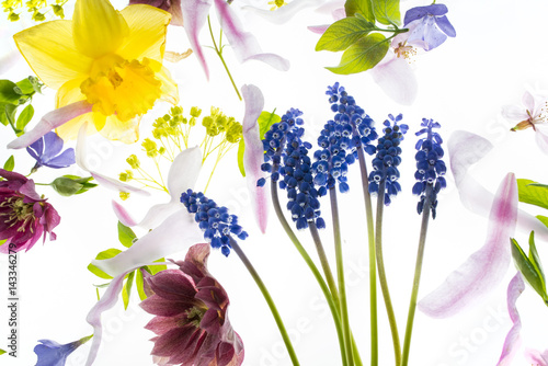 Fototapeta Naklejka Na Ścianę i Meble -  spring flowers
