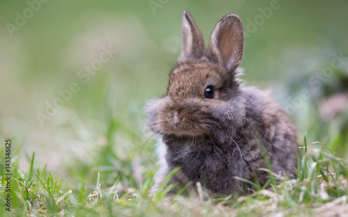 Bunny on the grass © serikbaib