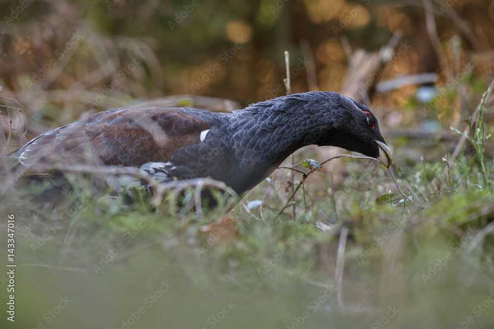 Fototapeta premium Very rare wild capercaillie in the nature habitat in european woodland/european nature/czech republic wildlife/great birding story/young male/very rare sightings during mating time 