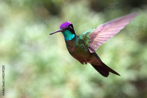 Hummingbird from Costa Rica