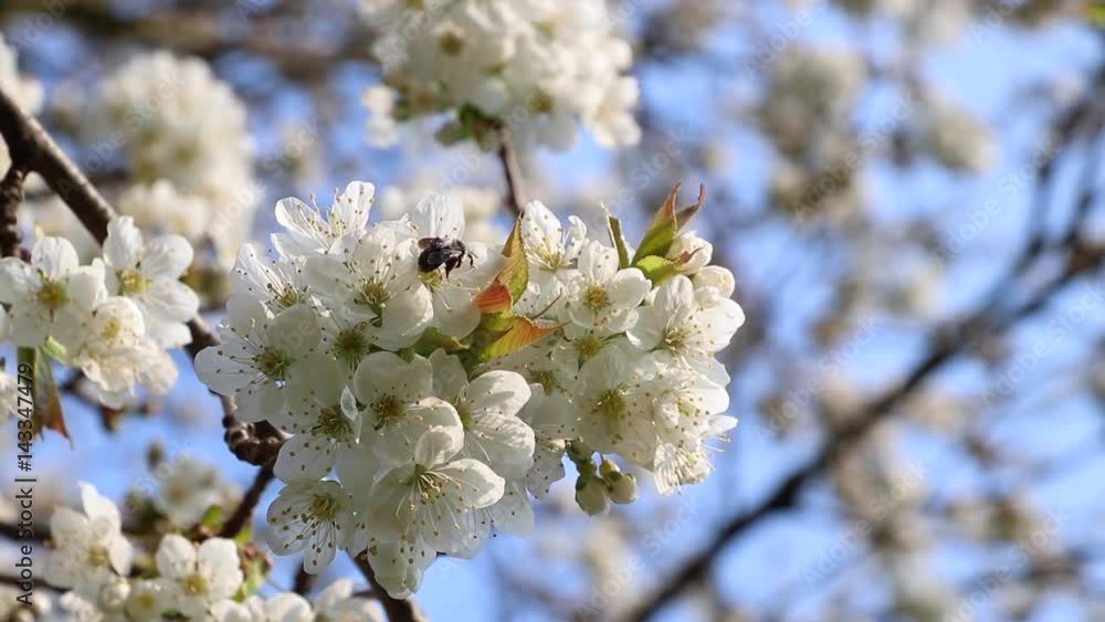 Young bumblebee on a blooming cherry tree, beautiful white cherry blossoms in springtime Young bumblebee on a blooming cherry tree, beautiful white cherry blossoms in springtime