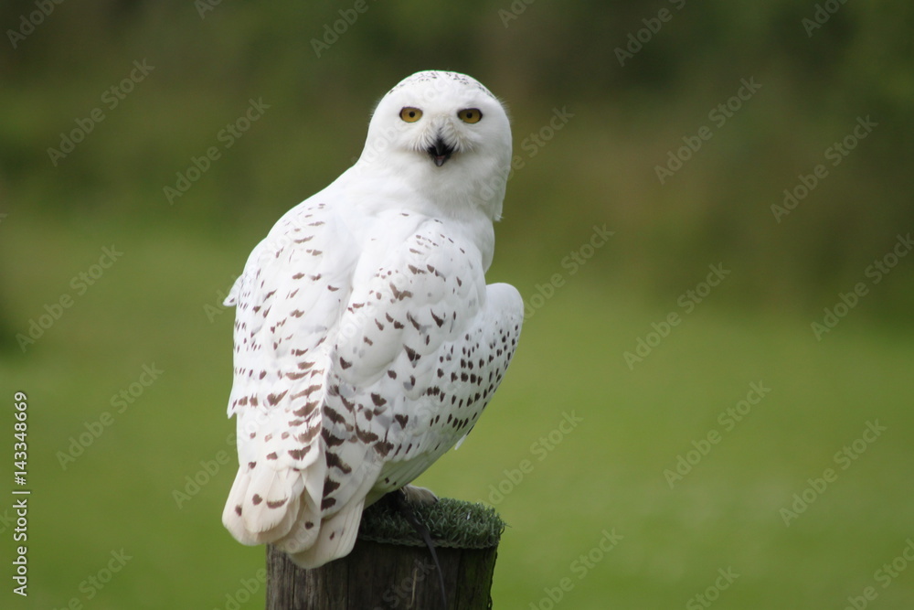 Snowy Owl Snowy Owl
