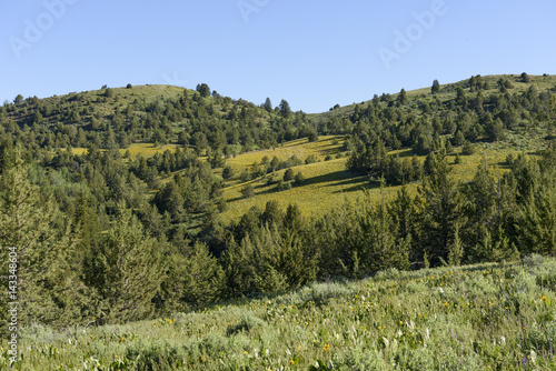 A Meadow of Wild Mule's Ears - Sunflowers photo