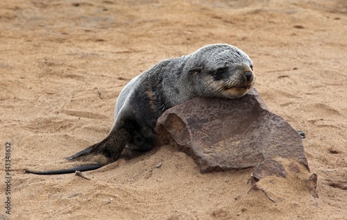 фотографія Young fur seal
Fur seal at cape cross skeleton coast namibia