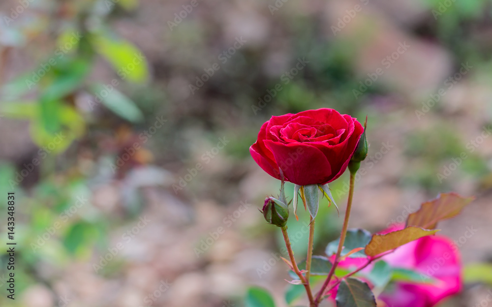 Obraz premium fresh roses in natural background in garden