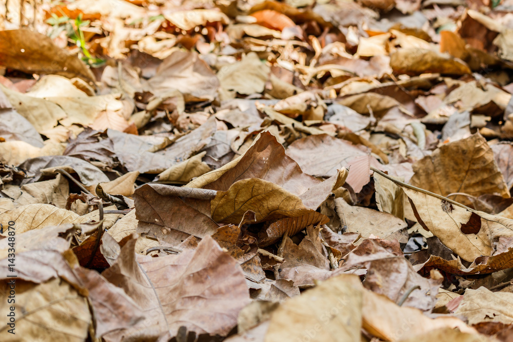 Dry brown  leaves on the ground in a beautiful autumn forest