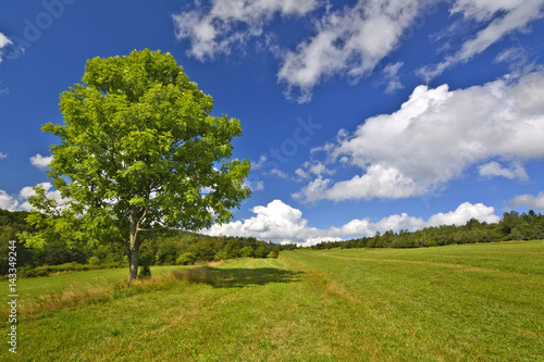 samotne drzewo na polanie w okolicach Radocyny w Beskidzie Niskim