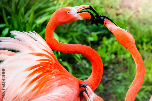 Fighting Flamingo 