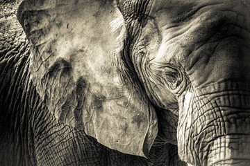 Papier peint photo Éléphant Texture détaillée de peau d'éléphant  © Katera