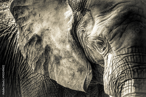 Elephant Texture 
