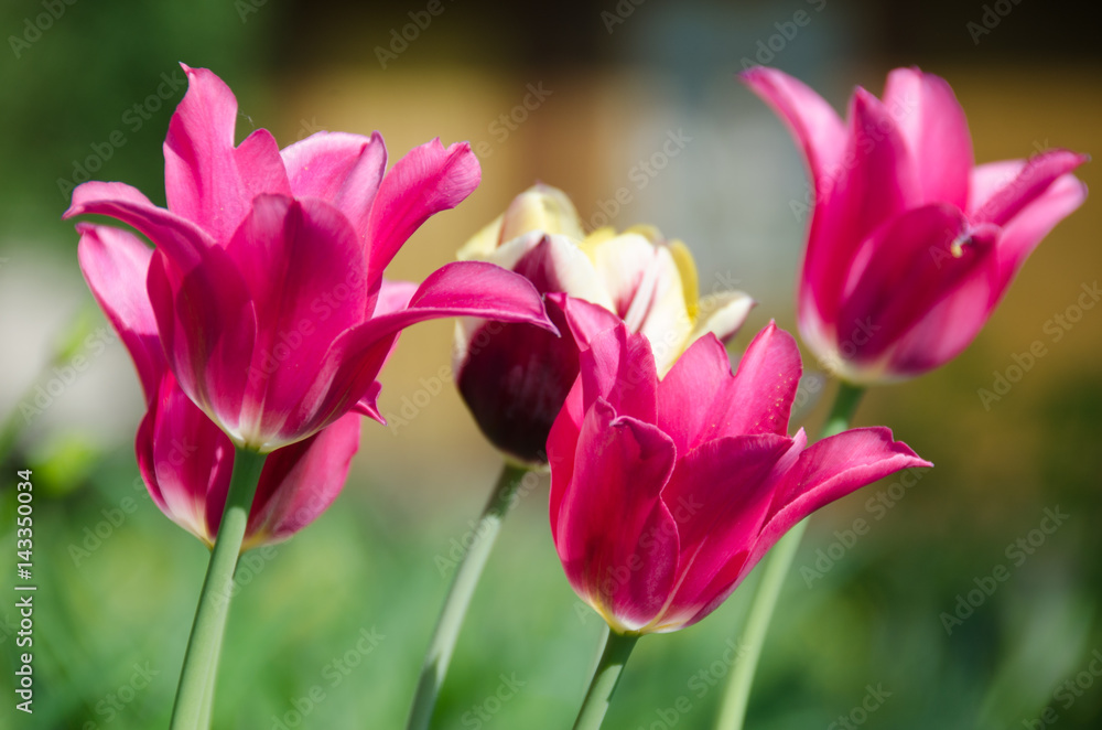 Fototapeta premium Group of pink tulips in a garden