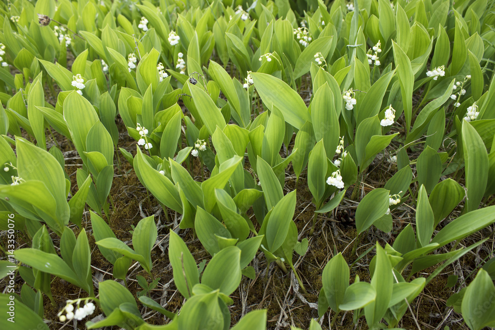 Fototapeta premium Lilies of the valley bloom on a hill