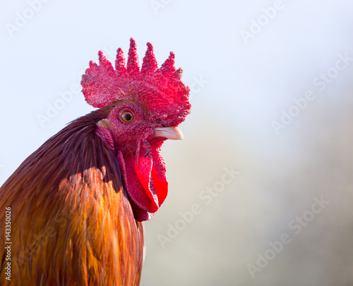 Close up portrait of a cockerel Fototapet