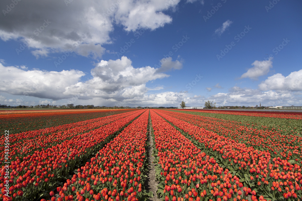 Red tulip field in North Holland during spring