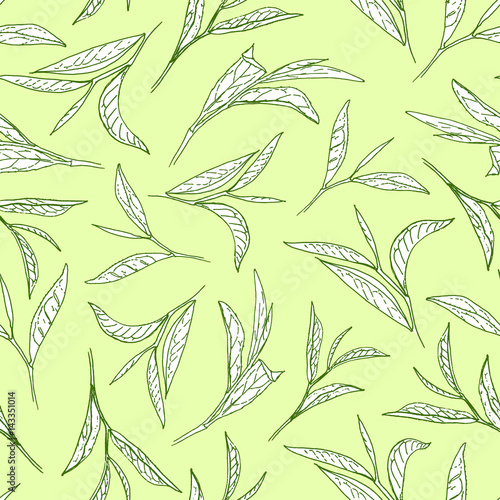 Tea tree leaves on light green background. Botanical style vector seamless pattern