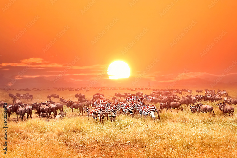 Zebras and antelopes in africa national park. Sunset.