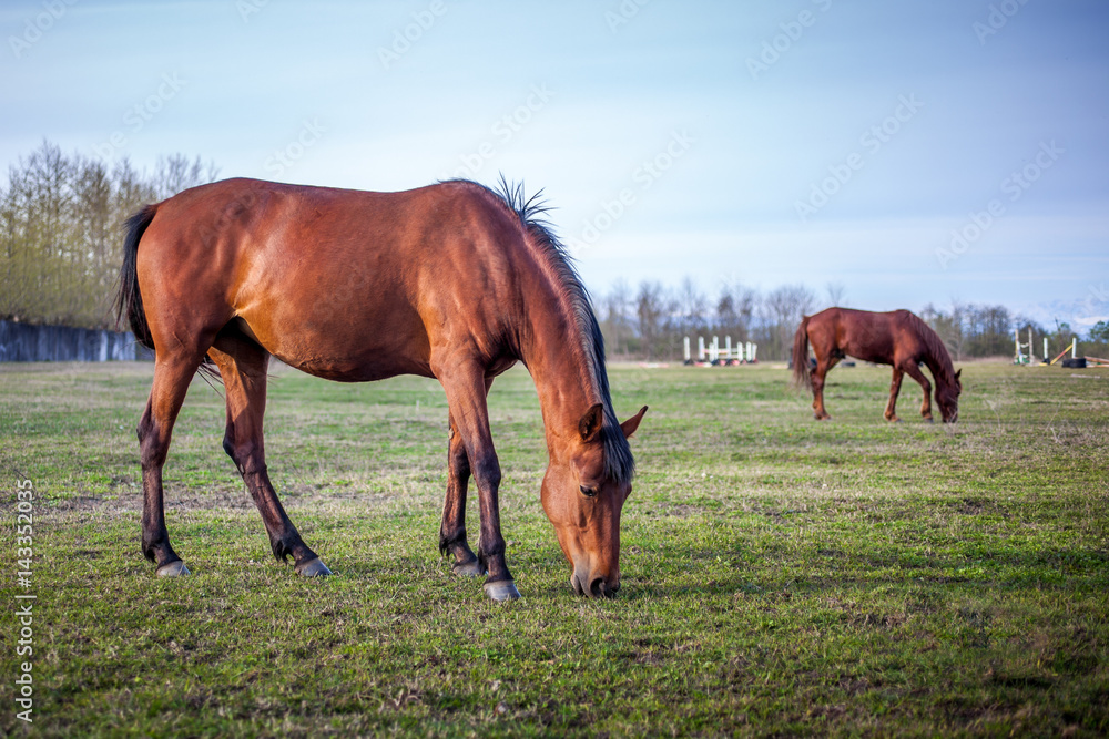 Brown horse grazing green grass on the territory of the racetrack