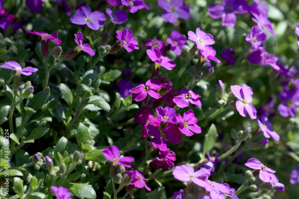 Blühendes Blaukissen Aubrieta