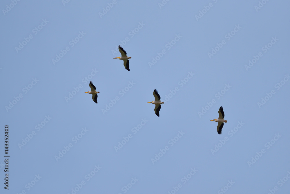 Flock of pink pelicans fly over a clear blue sky. Spring migration