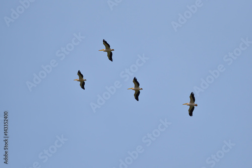 Flock of pink pelicans fly over a clear blue sky. Spring migration