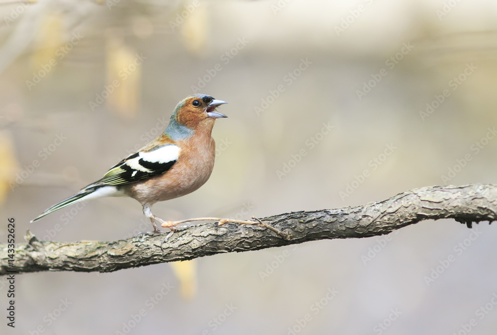 funny bird Chaffinch leaping singing the song in spring Park funny bird Chaffinch leaping singing the song in spring Park