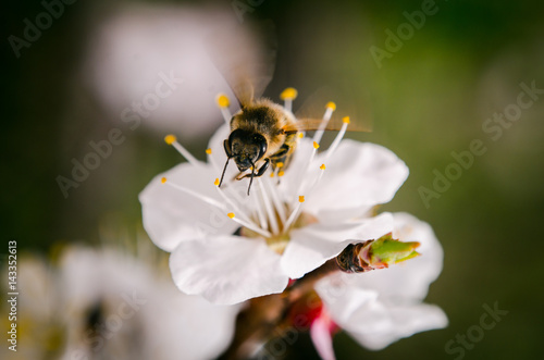 Spring blossom background © Sergey