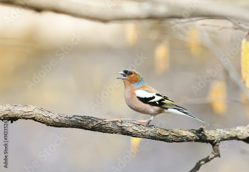 funny bird Chaffinch leaping singing the song in spring Park © nataba