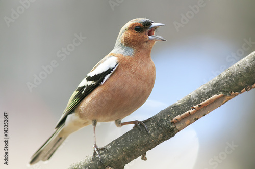  Chaffinch leaping singing the song in spring Park