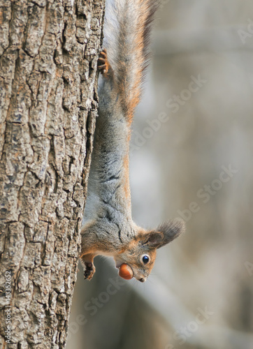 funny furry squirrel climbing tree with nut in his teeth