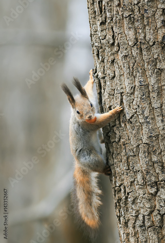 funny squirrel climbing tree with nut in his teeth