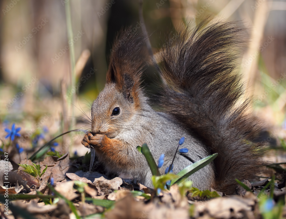 Fototapeta premium Squirrel red sitting at the ground at the flowers and eating something
