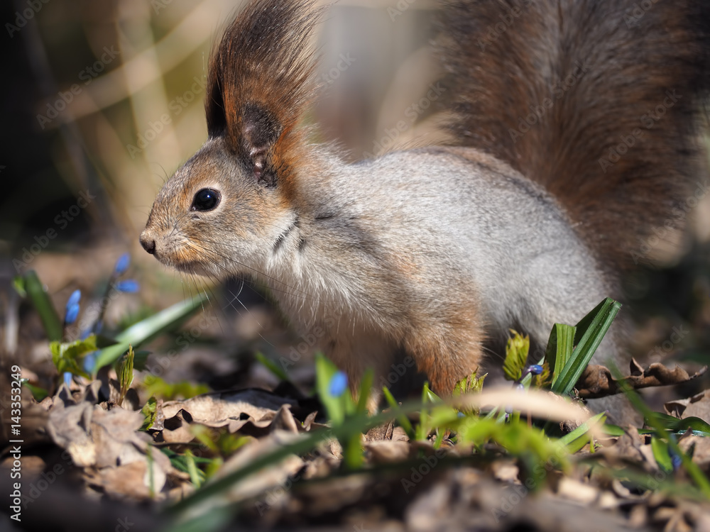 Squirrel red sitting at the ground at the blue flowers Squirrel red sitting at the ground at the blue flowers