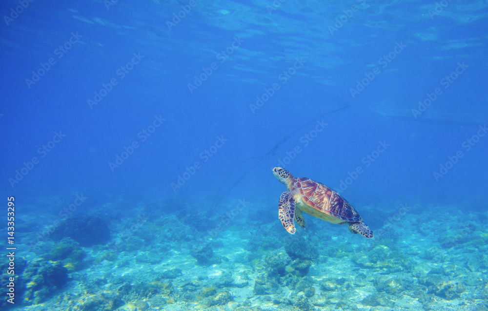 Fototapeta premium Sea turtle in shallow water. Wild turtle swims underwater in blue tropical sea.