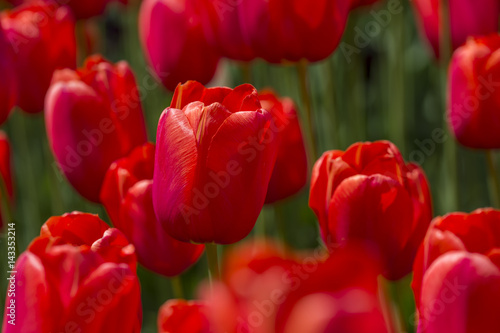 Large flowers of red tulips