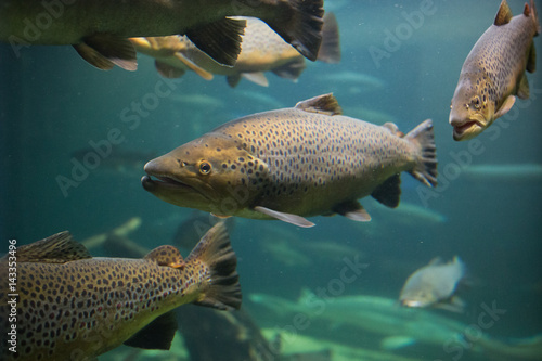 Photography Salmon race