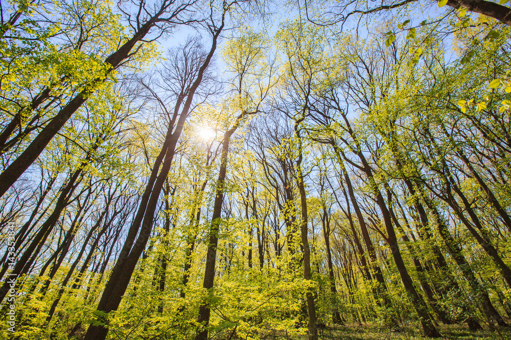 Obraz premium Forest tree branches blue sky