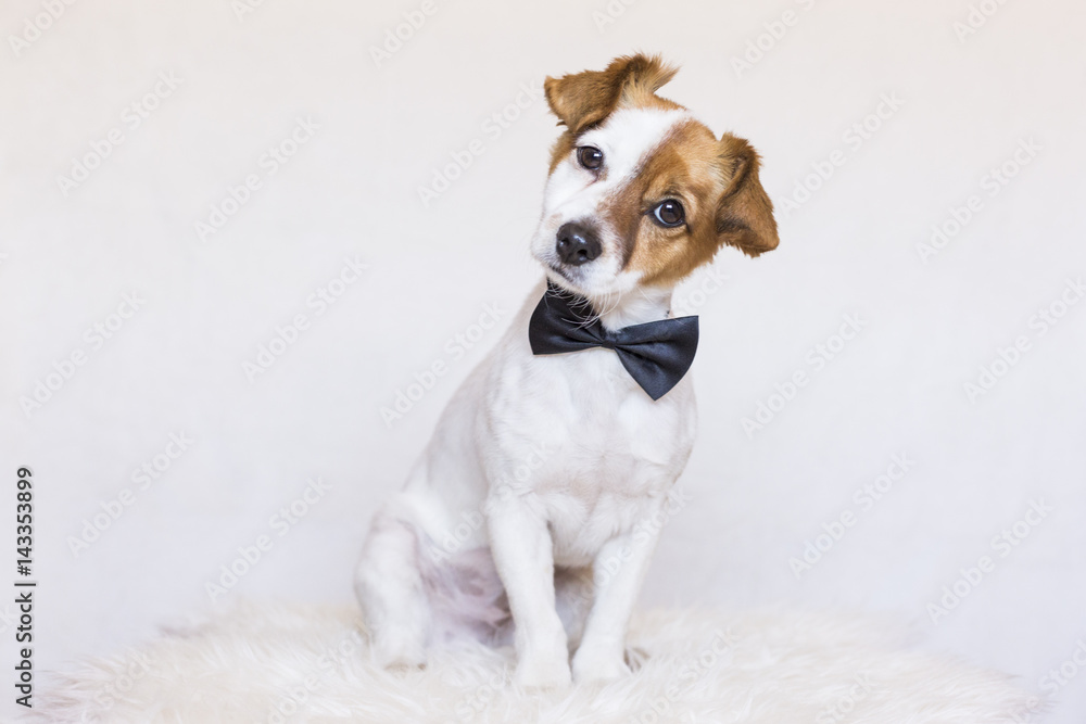 cute young dog over white background wearing a bowtie and looking at the camera. Love for animals concept