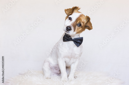 cute young dog over white background wearing a bowtie and looking at the camera. Love for animals concept