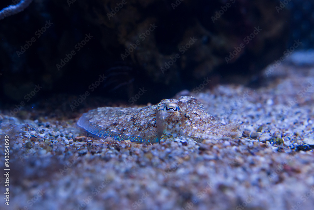 Fototapeta premium Cuttlefish