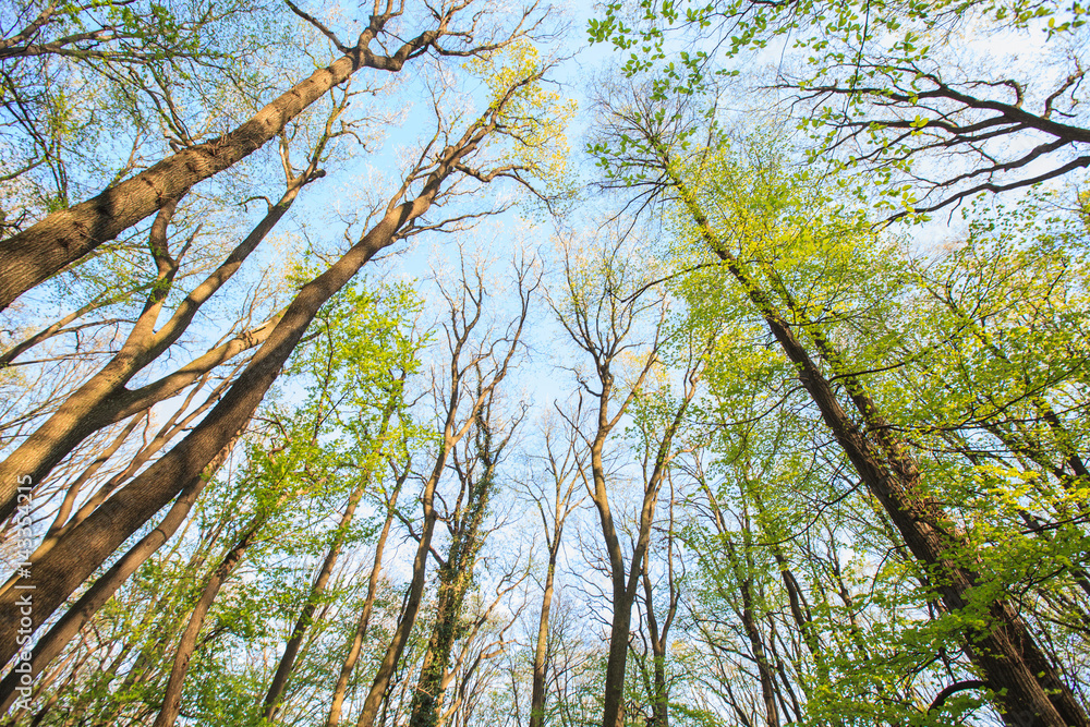 Obraz premium Forest tree branches blue sky